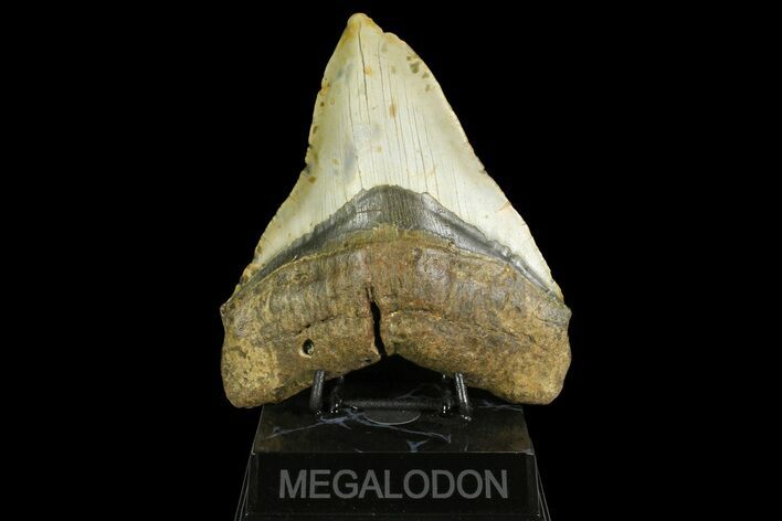Huge, Fossil Megalodon Tooth - North Carolina #158232